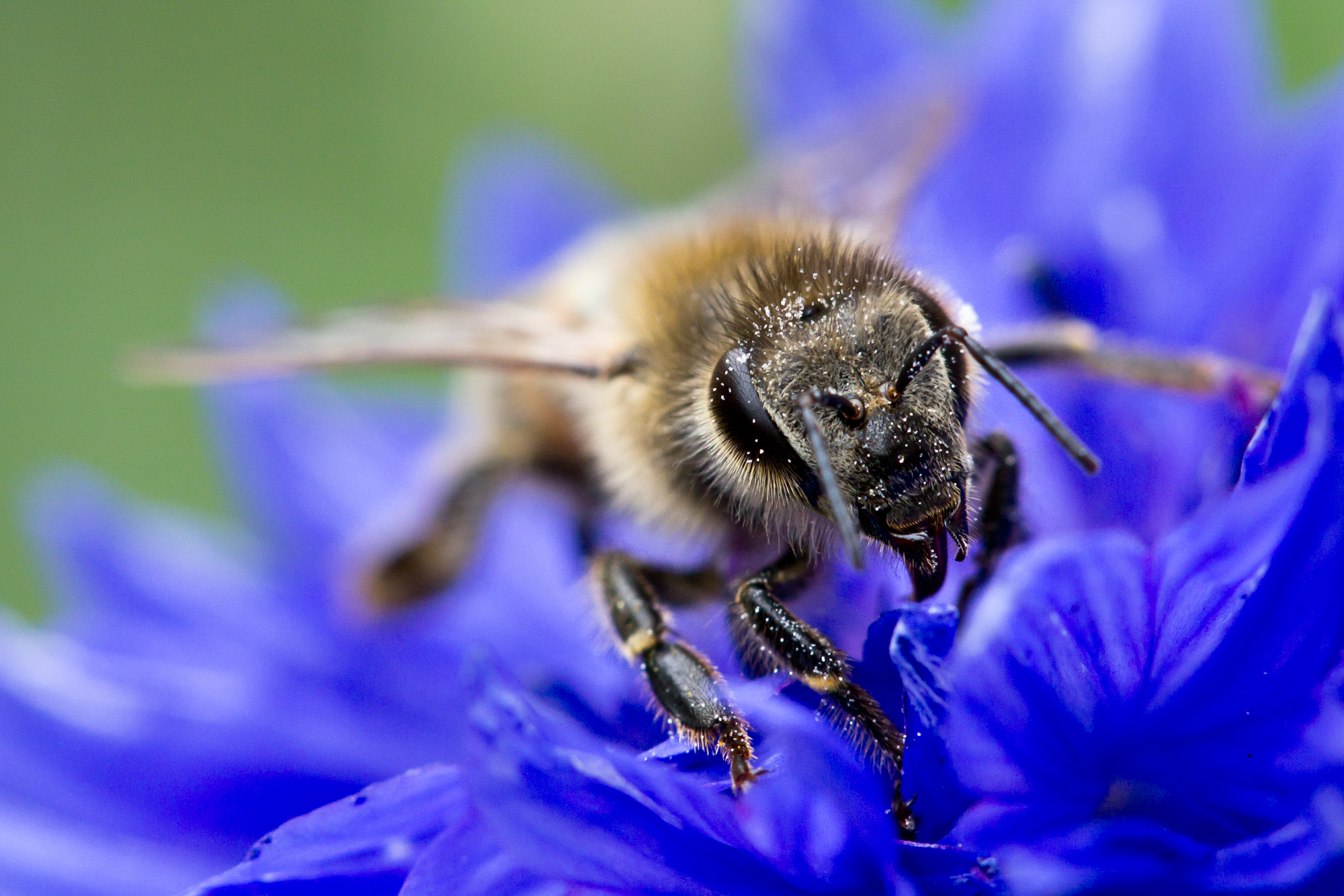 In Search of Spiritual Guidance? Look to the Bees